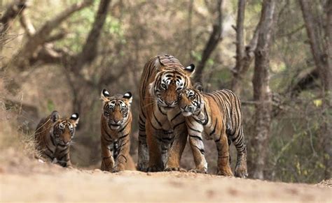101 Wildlife Sanctuaries And National Parks In India Weekend Thrill