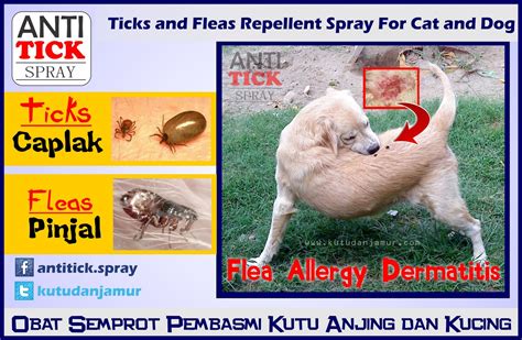 Kandj Flea Allergy Dermatitis Alergi Kulit Karena Kutu Anjing Kutu
