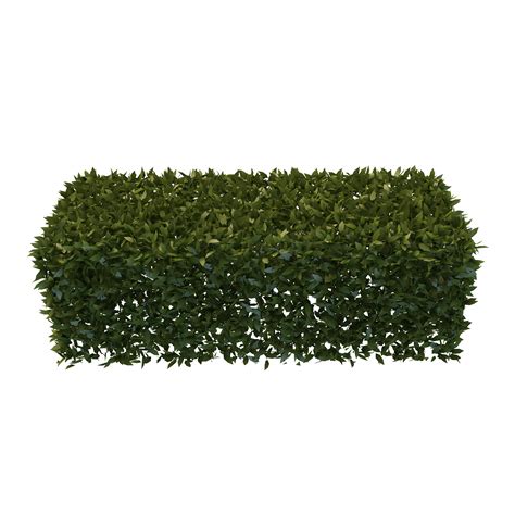 Bushes Png Free Icons And Png Backgrounds Bushes Shrubs And Plants Images