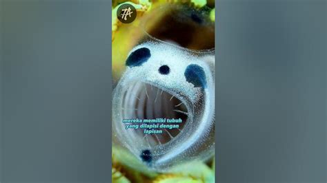 Organisme Laut Yang Berbentuk Aneh Skeleton Panda Sea Squirts