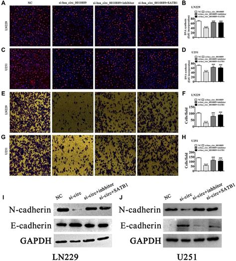 overexpression of satb1 or inhibition of mir 590 5p reversed glioma download scientific diagram