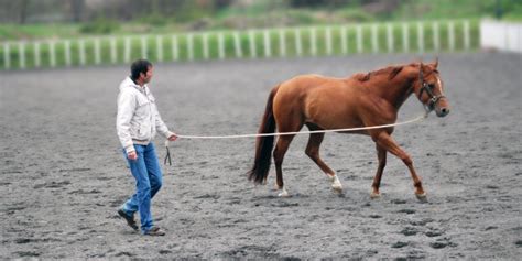 In a round pen, your horse is likely to calm down quicker. How to - Lunging Without a Round Pen - Radek Libal