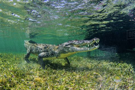 Underwater View Of American Saltwater Crocodile On Seabed Xcalak