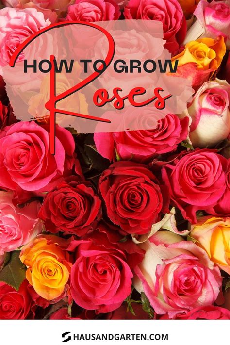 Here Are Some Of Rose Gardening Tips For Beginners Start By Planting