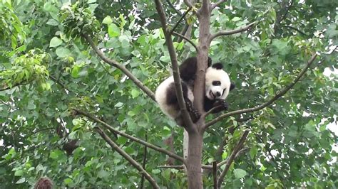 Baby Panda Climbing Tree Youtube