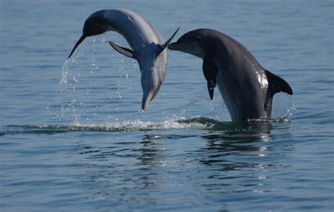 Enewsletter Sarasota Dolphin Research Program
