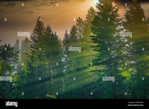 Morning Sun Rays Through Pine Trees In Montana Stock Photo Alamy