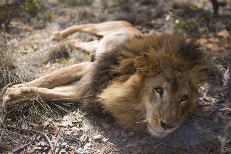 Poachers Kill Freed Circus Lions In South Africa Cbs News
