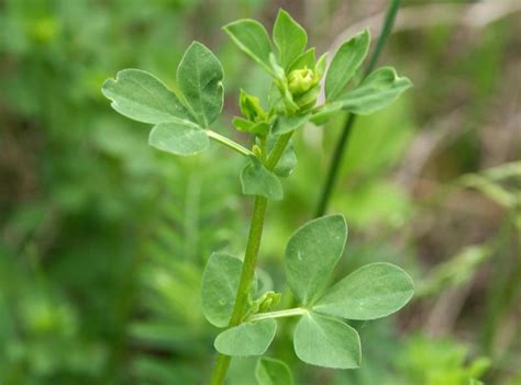 Cette petite plante vivace, qui mesure entre 15 et 60 cm de hauteur, pousse dans différentes régions. Lotier corniculé - informations | Fleurs sauvage du Québec