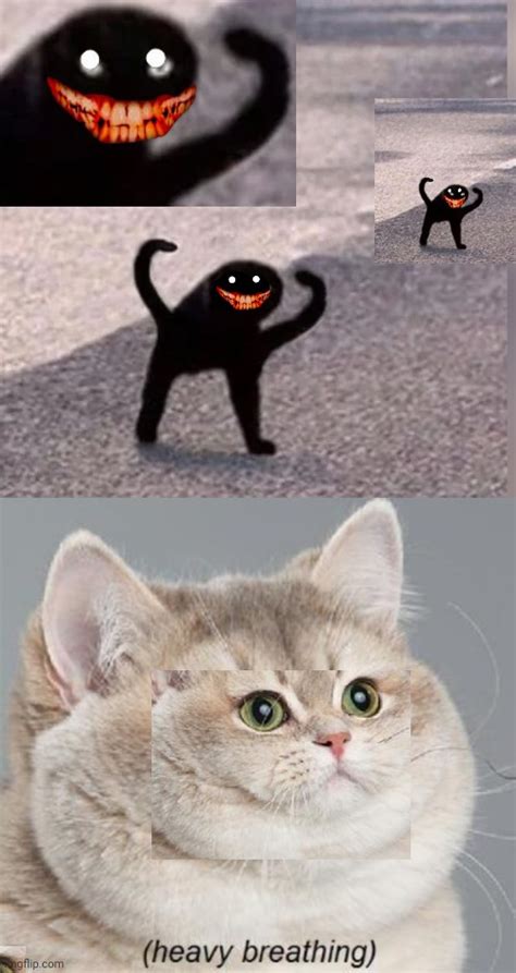 Cursed Cat Meme Image