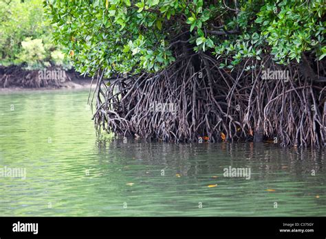 Mangroves In Malaysia Stock Photo Alamy