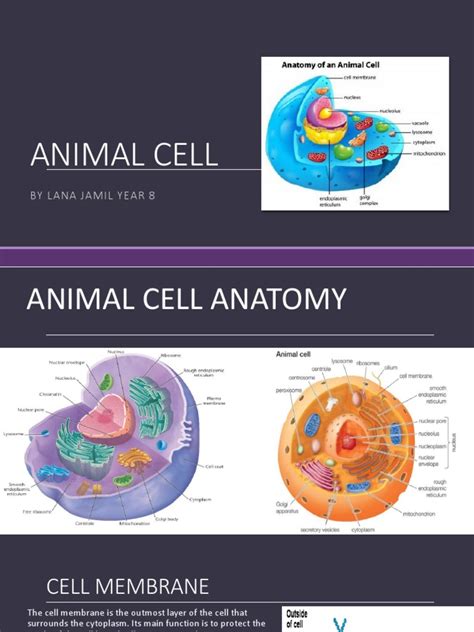 The typical animal cell format created a fun environment to learn the material. animal cell 3 | Cell Nucleus | Chromatin