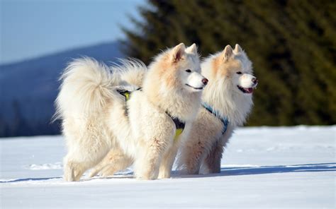 Download Wallpapers Samoyed Winter White Fluffy Dogs Pets Cute