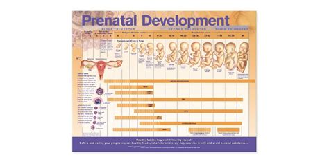 The Stages Of Prenatal Development Infogram