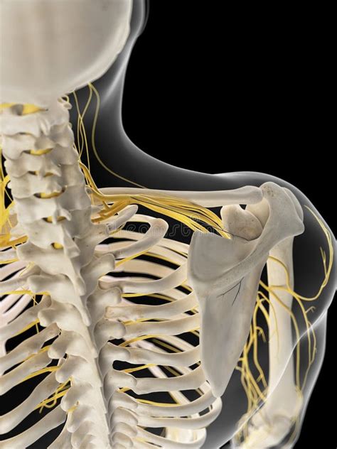 The Posterior Brachial Cutaneous Nerve Stock Illustration