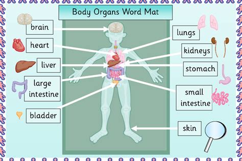 Human Body Organ Diagram Printable 101 Diagrams
