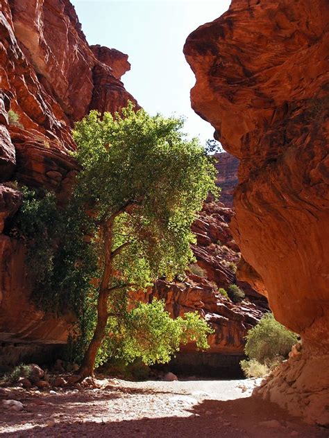Cottonwood Tree In Havasupai Indian Reservation ~ Grand Canyon National