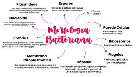 Bacterias Mapa Conceptual Morfologia Jlibalwsap Images