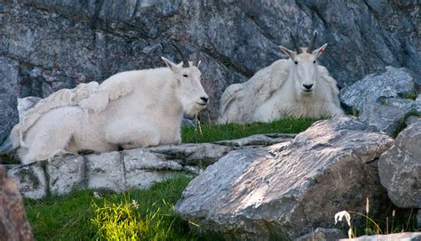 Mountain Goats Kurayba Flickr