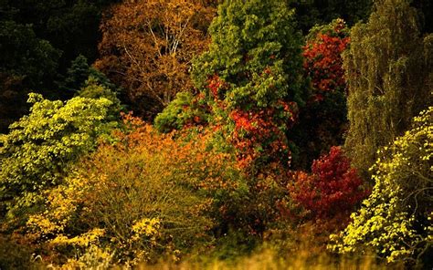 Autumn Colour In England This Orange And Pleasant Land