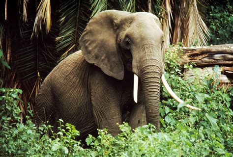 African Forest Elephant At Emaze Presentation