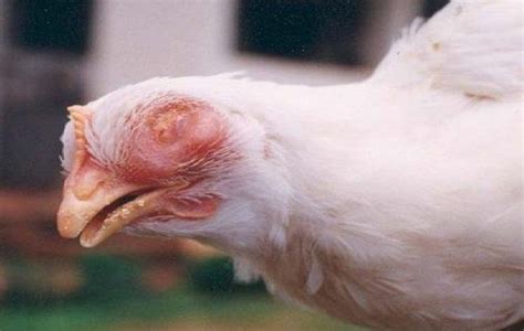15 Common Chicken Diseases And Symptoms