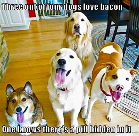 Dogs And Bacon Not Every Time Funny Dog Memes Funny Animal Memes