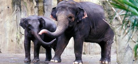 Elefante AsiÁtico Características Qué Come Dónde Vive