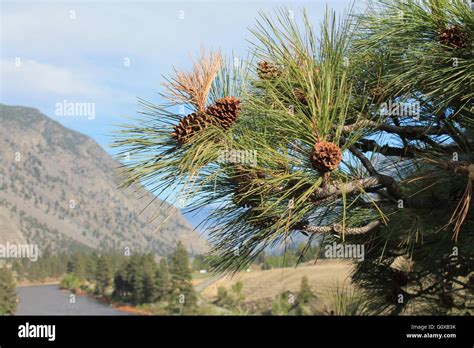 Ponderosa Pine Against Okanagan Backdrop British Columbia Stock Photo