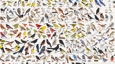 Infographic 730 North American Birds In A Single Chart