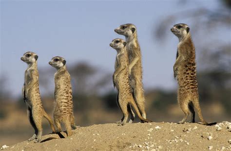 Meerkat Mammals South Africa