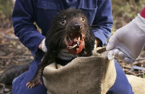Tasmanian Devils Are Learning To Live With The Cancer That Was Pushing