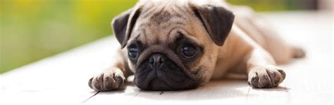 Experienced breeder of pugs for over 30yrs. Pug Rescue of North Carolina inc. - Online