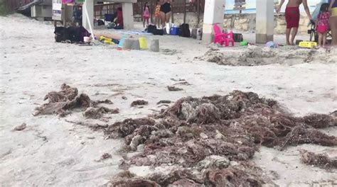 Cleanups On Fort Myers Beach Manage Red Drift Algae Wink News