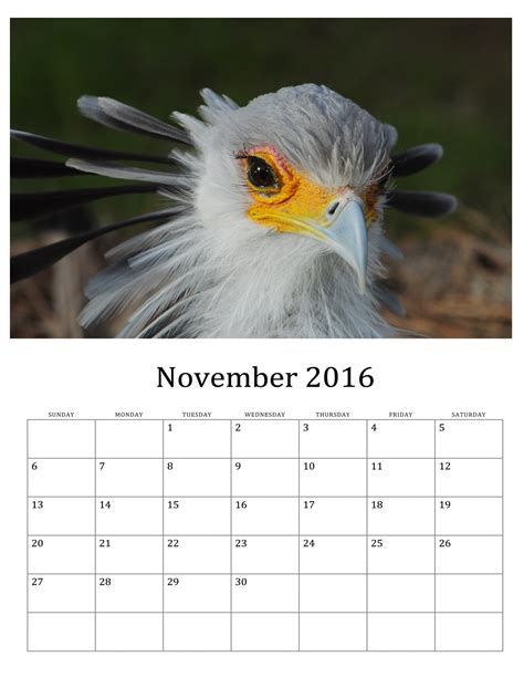 November 2016 Calendar Of Birds Free Stock Photo Public Domain Pictures