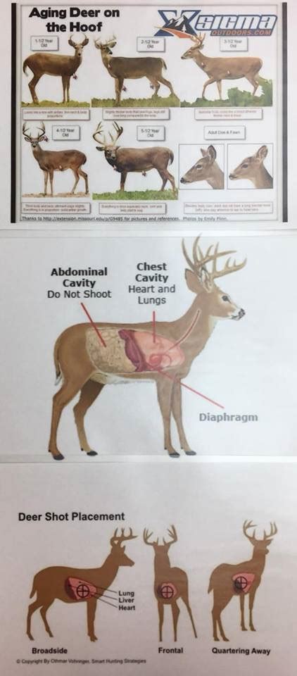 Deer Shot Placement Chart