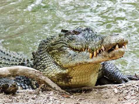 Alligator Descrição Habitat Tamanho Dieta And Factos Following