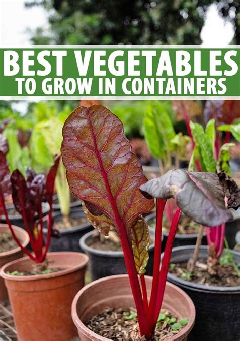 The Best And Most Productive Vegetables You Can Grow In Pots