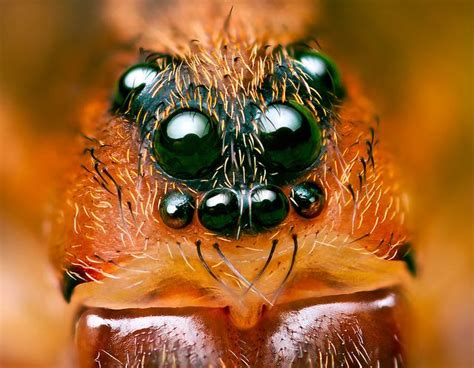 The two outer eyelids have eyelashes while the innermost eyelid does not have lashes. Eyes of Ground wolf-spider (Trochosa terricola) by ...