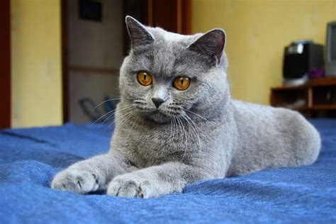 Young Handsome British Shorthair Cat Wallpapers And Images Wallpapers