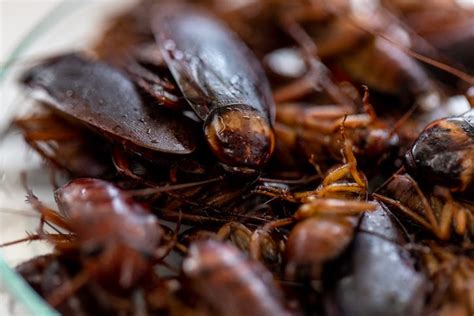 Over 1000 Cockroaches Dumped In Restaurant