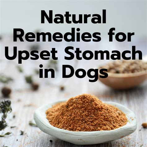 8 Easy Home Remedies For A Dogs Upset Stomach Pethelpful