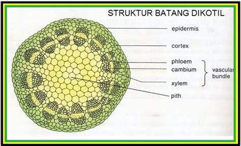 Jaringan Pada Tumbuhan Botani Yogarananda