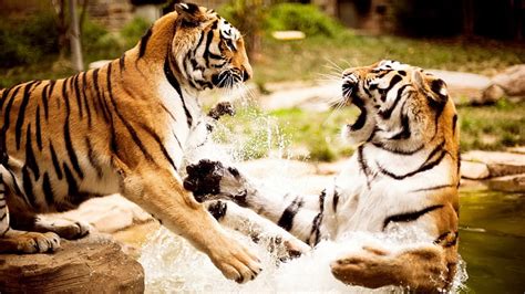 Hd Wallpaper Attacking Tiger Mac Animal Themes Big Cat Mammal