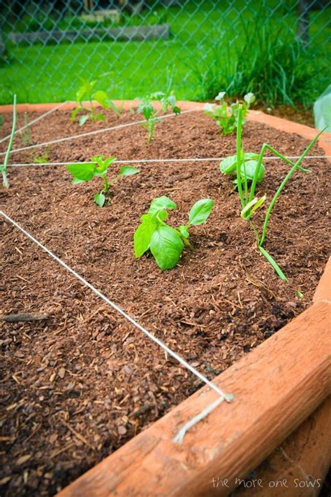 How To Build A Pizza Garden Plants Garden Building