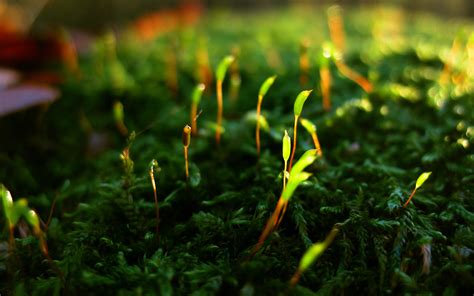 80 Moss Hd Wallpapers And Backgrounds
