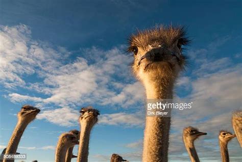 Ostrich Farm In Oudtshoorn Little Karoo South Africa Photos And Premium