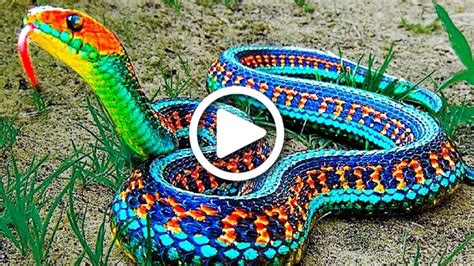 Inland taipan oder fierce snake. 13 seltenste Schlangen der Welt!