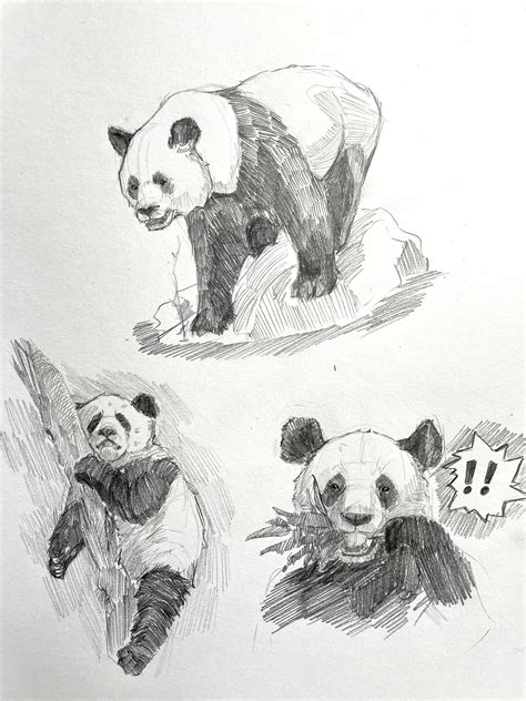 Artstation Pandas Study