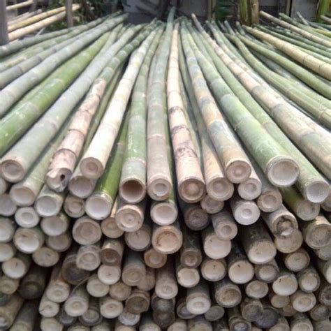 Jual Bambu Steger Begesting Cor Panjang 6 Meter Super Murahhhhh